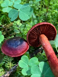 Vérvörös pókhálósgomba - Cortinarius sanguineus