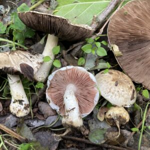Akáccsiperke - Agaricus bresadolanus Bohus