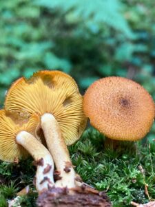Olajsárga fapereszke - Tricholomopsis decora