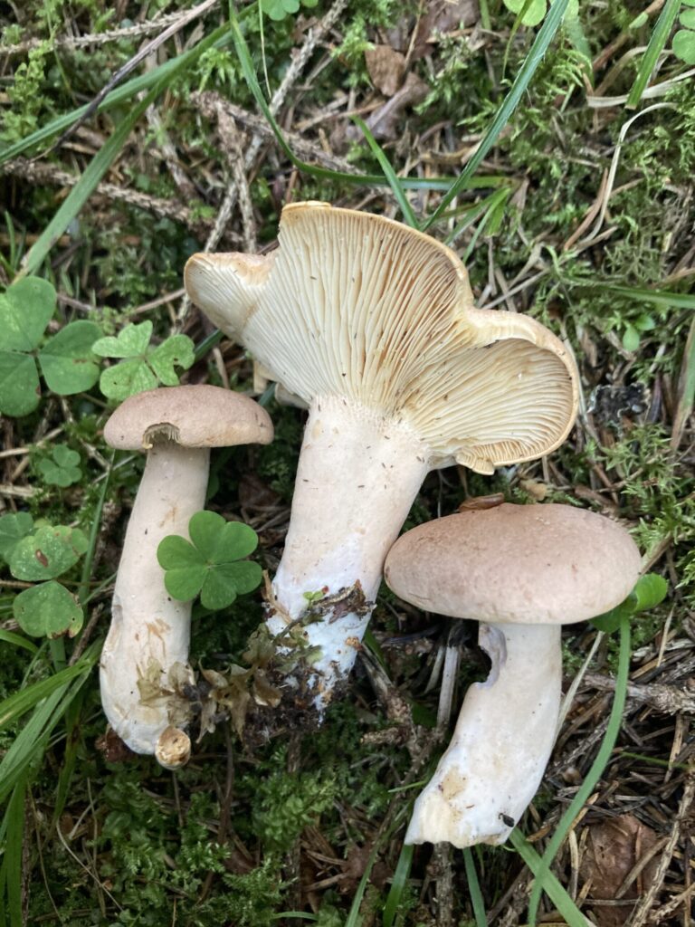Daróc-tejelőgomba - Lactarius helvus