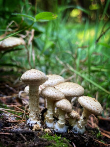 Zöldes tőkegomba - Pholiota gummosa