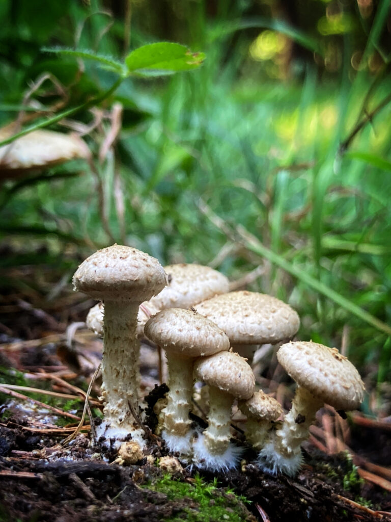 Zöldes tőkegomba - Pholiota gummosa