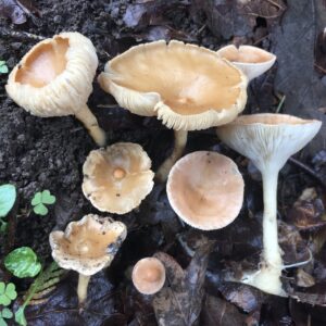 Sereges tölcsérgomba - Infundibulicybe gibba