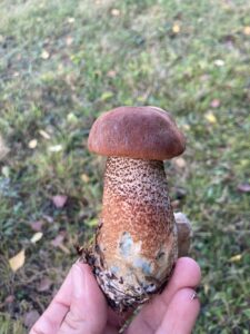 Vörös érdestinóru - Leccinum albostipitatum