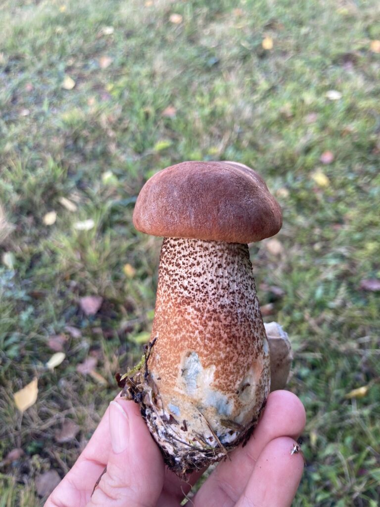 Vörös érdestinóru - Leccinum albostipitatum