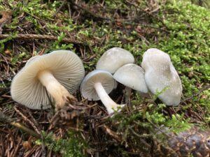 Zöld ánizsgomba - Clitocybe odora