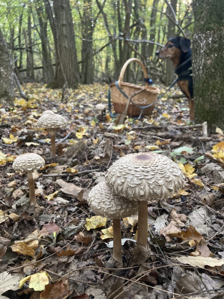 Szürkésbarna őzlábgomba - Chlorophyllum olivieri