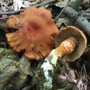 Vöröspikkelyes pókhálósgomba - Cortinarius bolaris