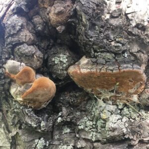 Parázstapló - Phellinus igniarius