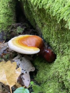 Pecsétviaszgomba - Ganoderma lucidum
