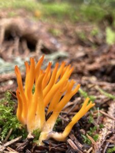 Narancsszínű enyveskorallgomba - Calocera viscosa