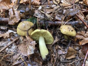 Sárgászöld pereszke - Tricholoma equestre