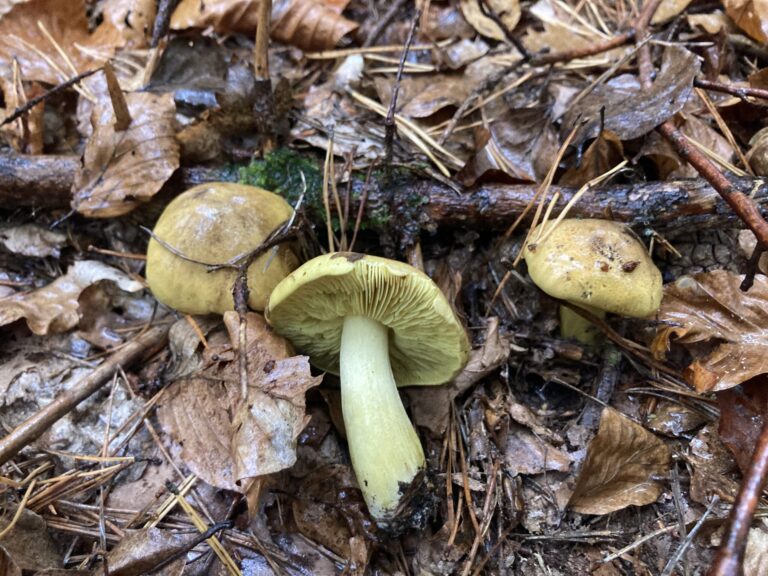 Sárgászöld pereszke - Tricholoma equestre