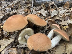 Tölgyfa-érdestinóru - Leccinum aurantiacum