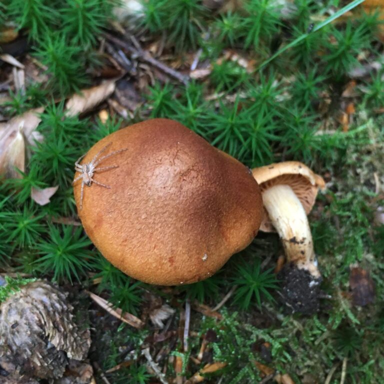 Mérges pókhálósgomba - Cortinarius orellanus