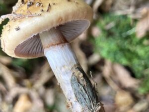 Nyálkástönkű pókhálósgomba - Cortinarius trivialis