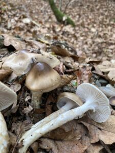 Olajszínű csigagomba - Hygrophorus persoonii