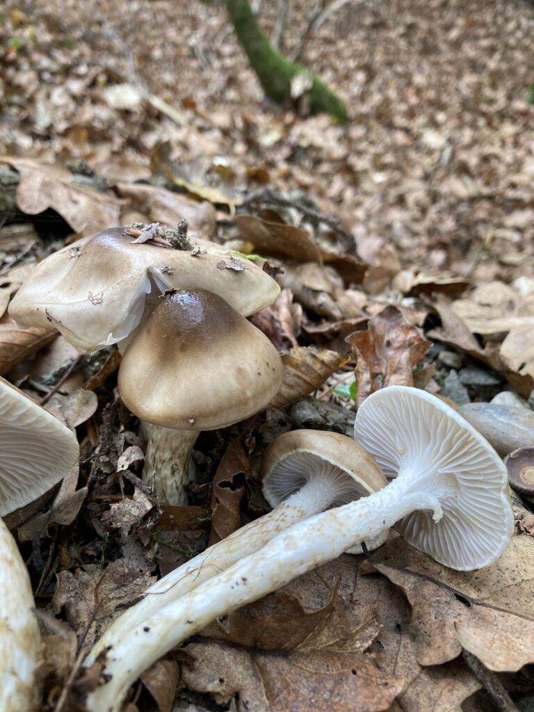 Olajszínű csigagomba - Hygrophorus persoonii
