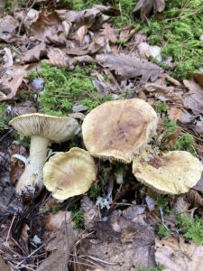Olajzöldes pereszke - Tricholoma joachimii