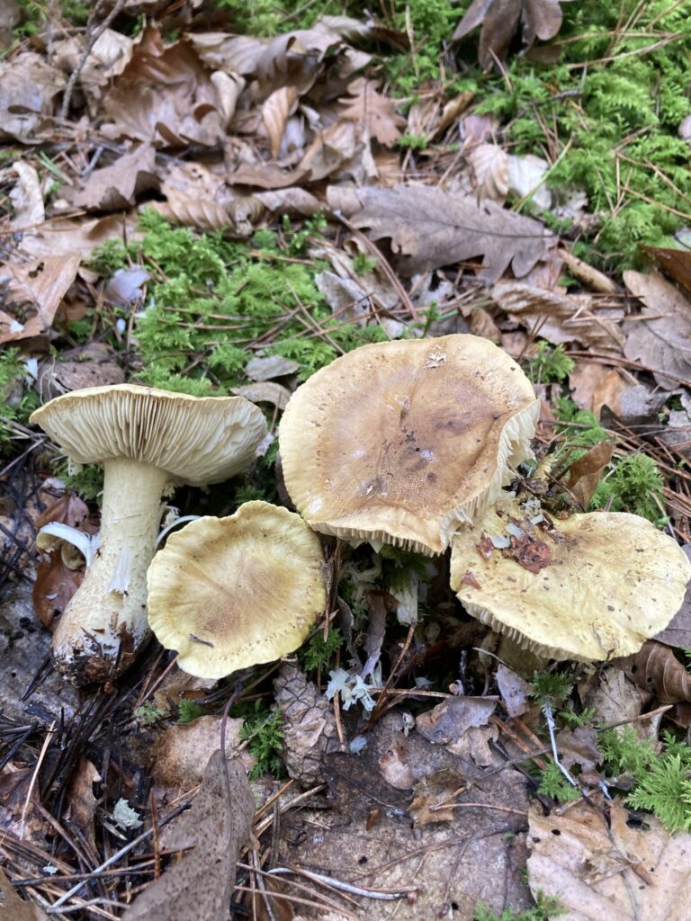 Olajzöldes pereszke - Tricholoma joachimii