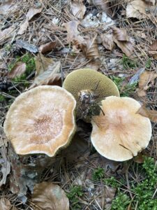 Tehéntinóru - Suillus bovinus