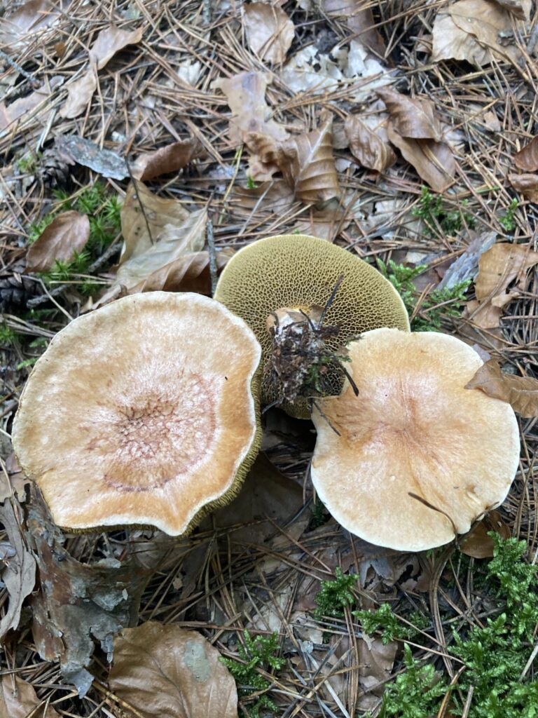 Tehéntinóru - Suillus bovinus