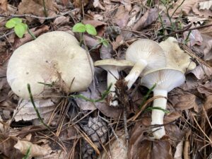 Zöldes tejelőgomba - Lactarius blennius