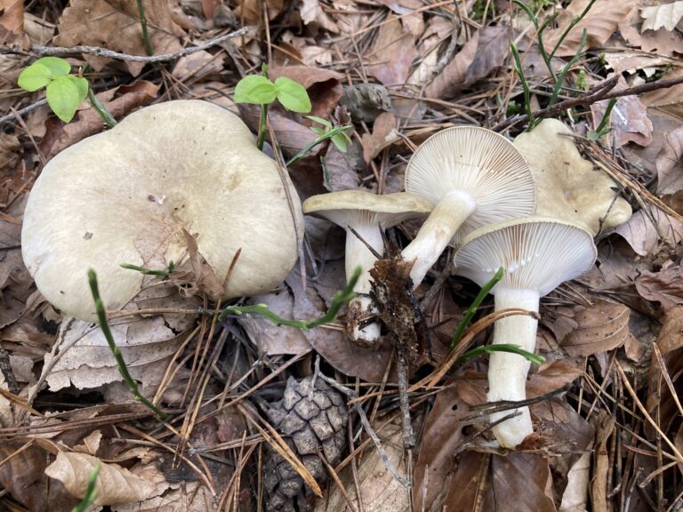 Zöldes tejelőgomba - Lactarius blennius