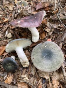 Kékhátú galambgomba - Russula cyanoxantha