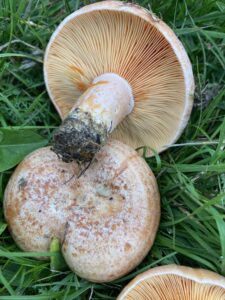 Zöldesbarna rizike - Lactarius quieticolor