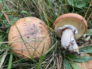 Barna gyűrűstinóru - Suillus luteus