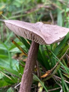 Lilásbarna döggomba - Entoloma porphyrophaeum