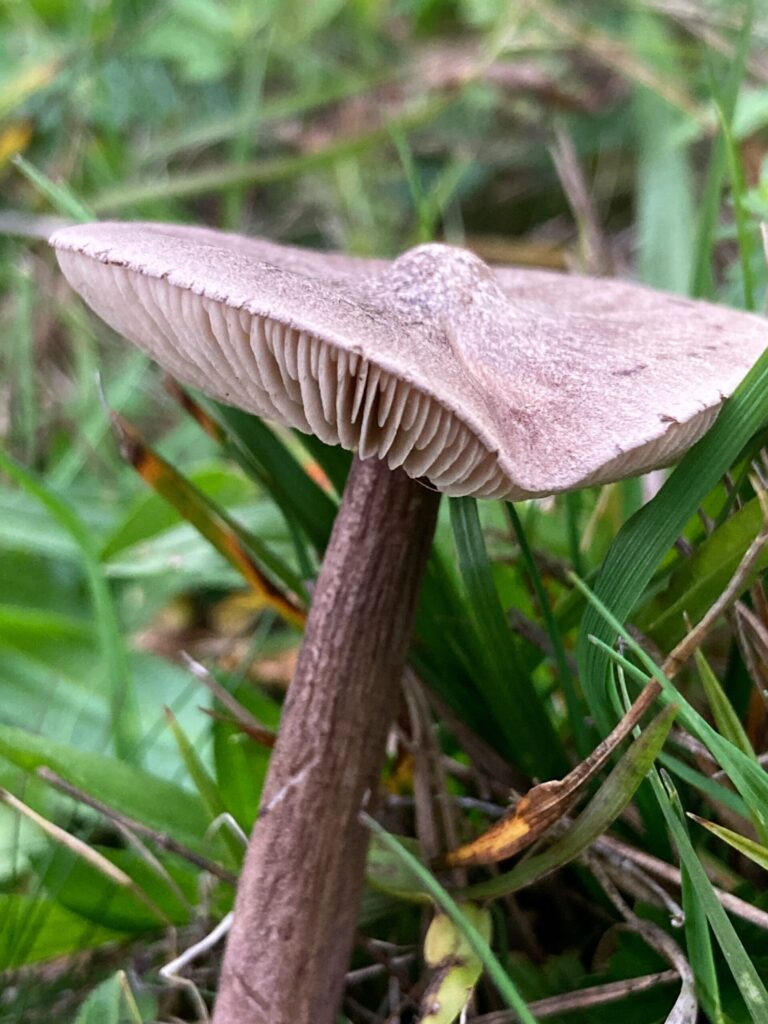 Lilásbarna döggomba - Entoloma porphyrophaeum