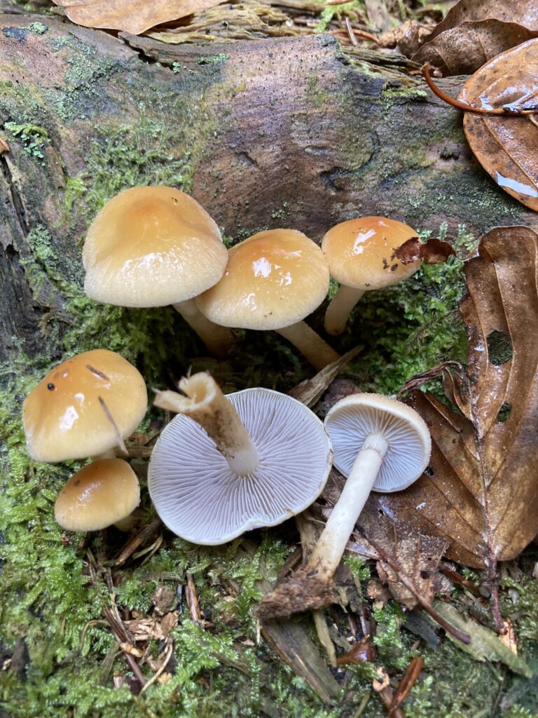 Fenyő-kénvirággomba - Hypholoma capnoides