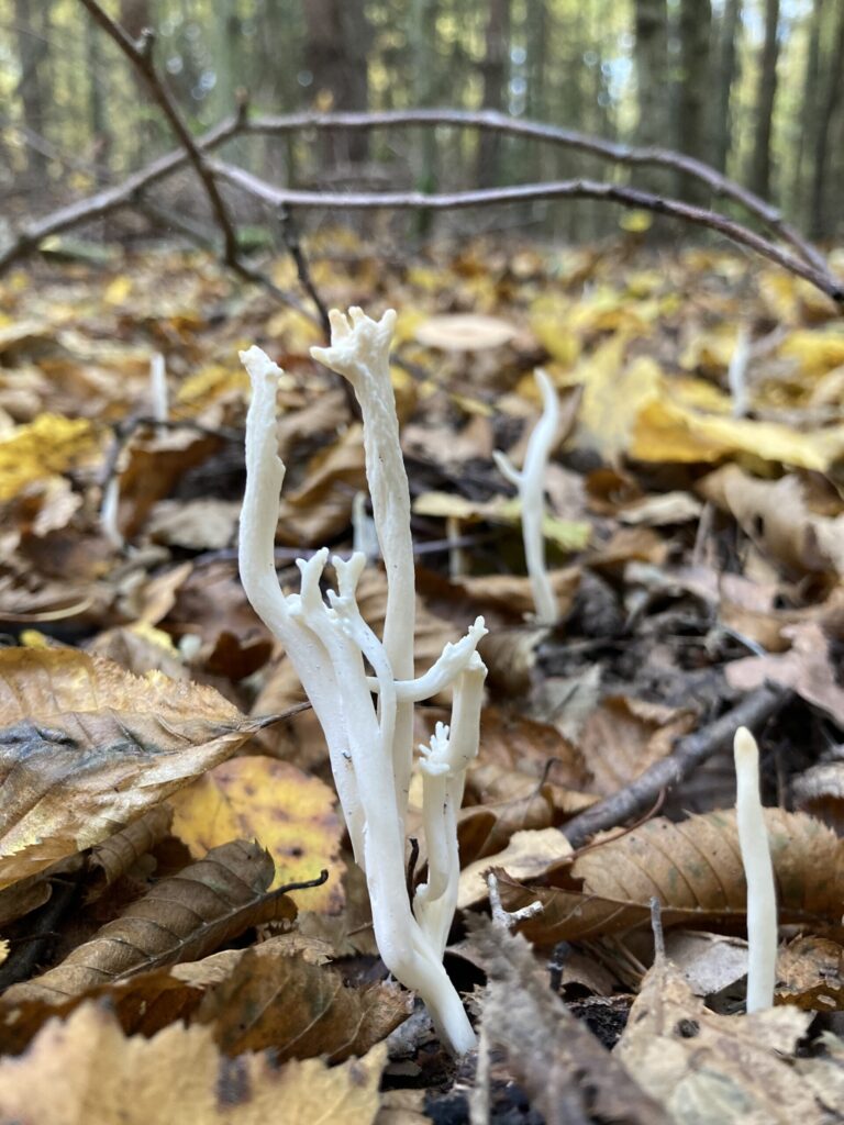 Barázdás korallgomba - Clavulina rugosa