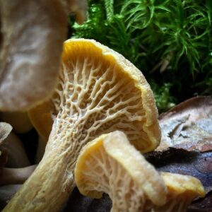 Sötétedőhúsú rókagomba - Craterellus melanoxeros