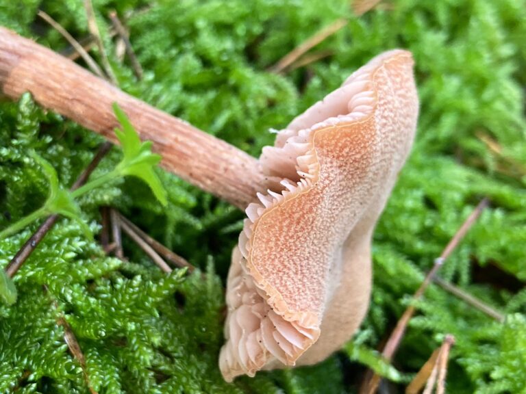 Pikkelyes pénzecskegomba - Laccaria proxima