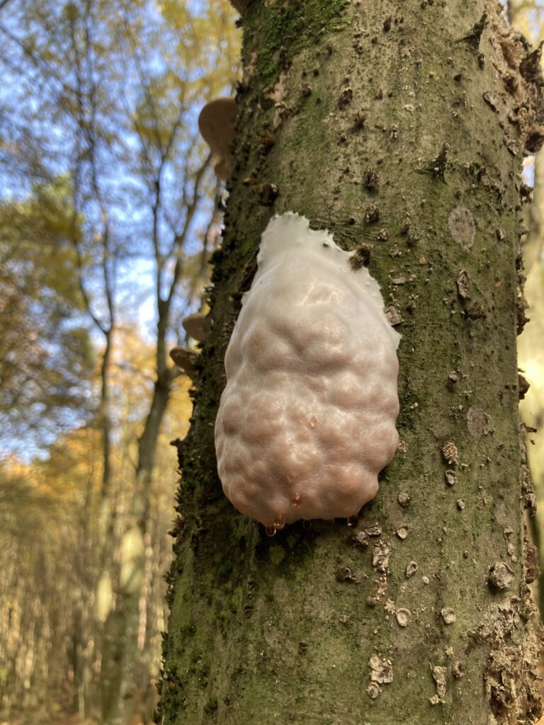 Hamis pöfeteg - Reticularia lycoperdon