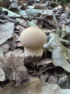 Bimbós pöfeteg - Lycoperdon perlatum