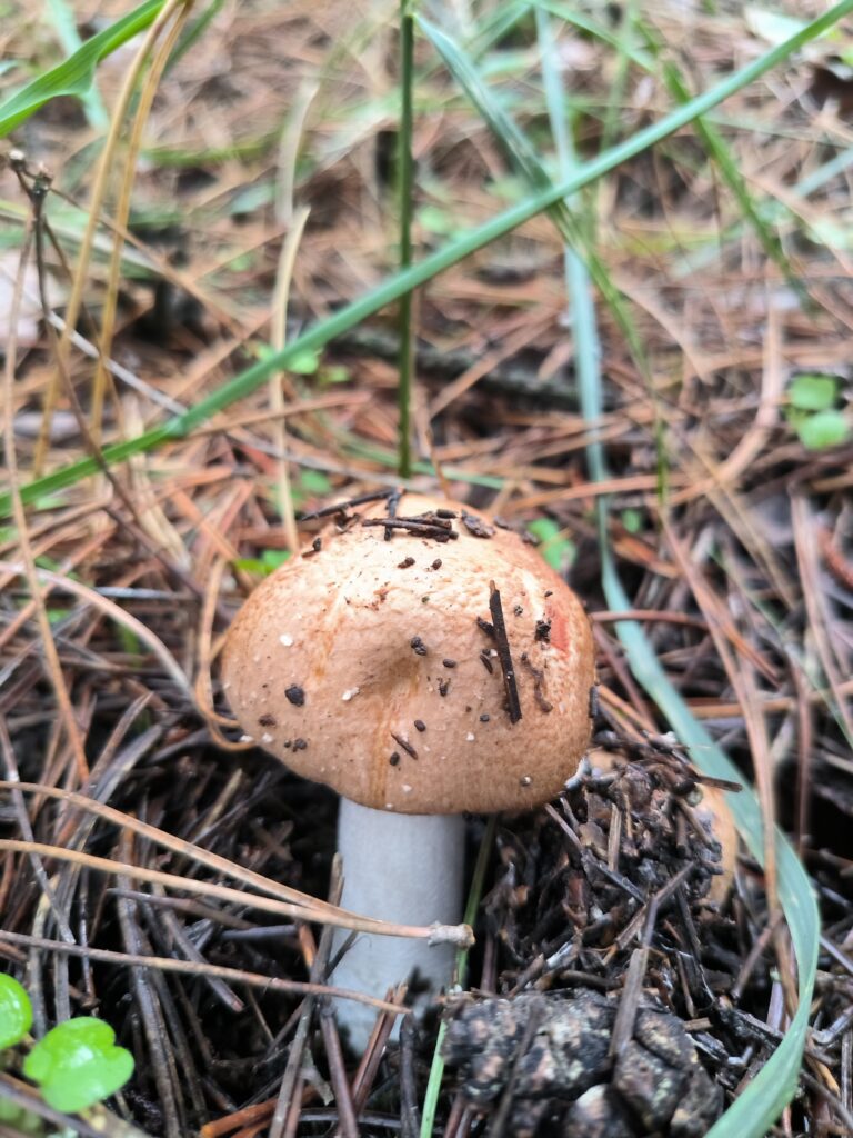Erdei csiperke - Agaricus sylvaticus