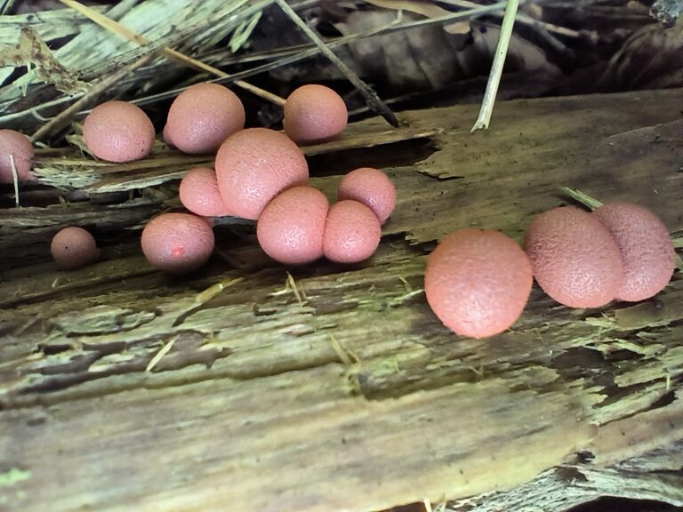 Húsvörös nyálkagomba - Lycogala epidendrum
