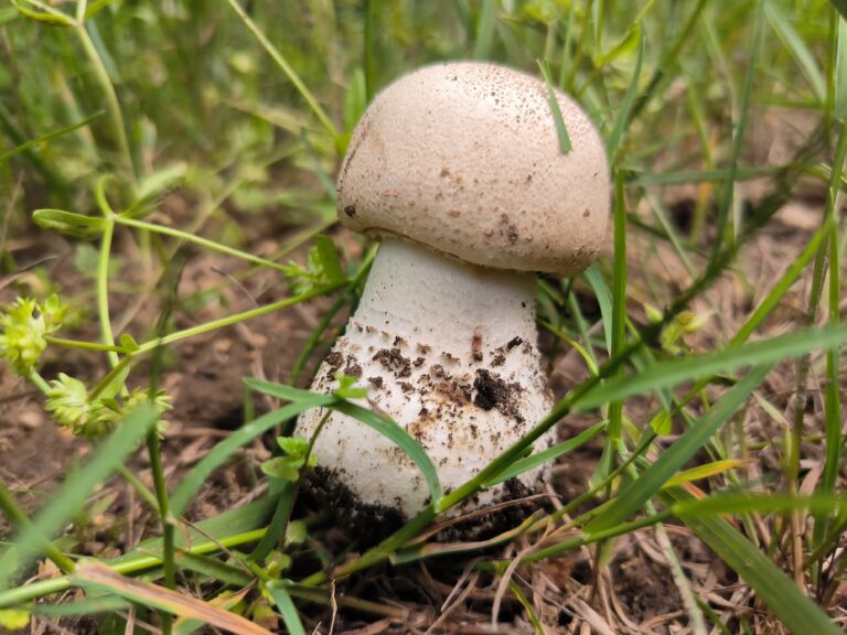 Ligeti csiperke - Agaricus benesii