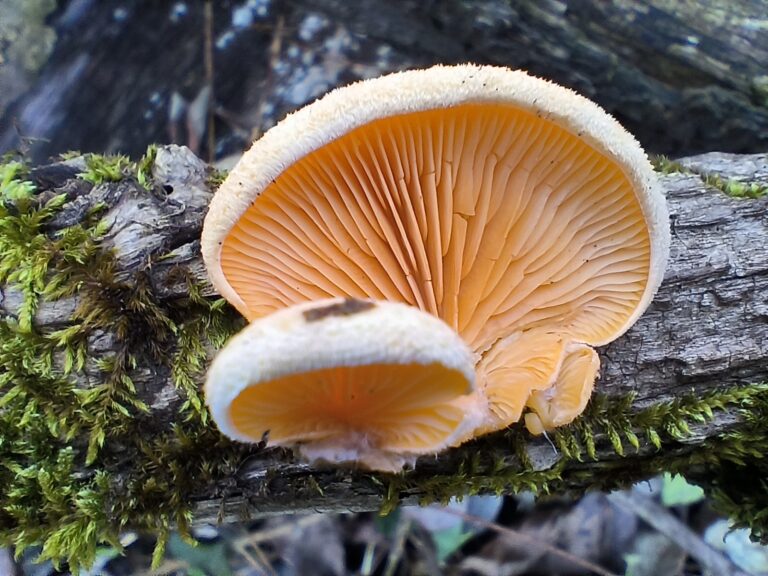 Narancssárga laskagomba - Phyllotopsis nidulans