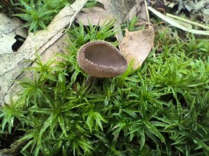 Nyeles papsapkagomba - Helvella macropus