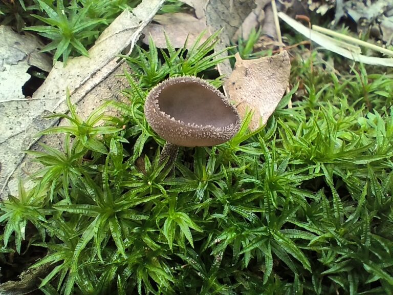 Nyeles papsapkagomba - Helvella macropus