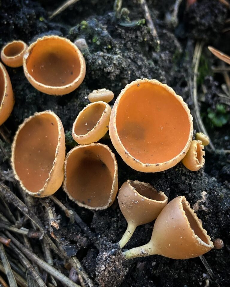 Szenes kehelygomba - Geopyxis carbonaria