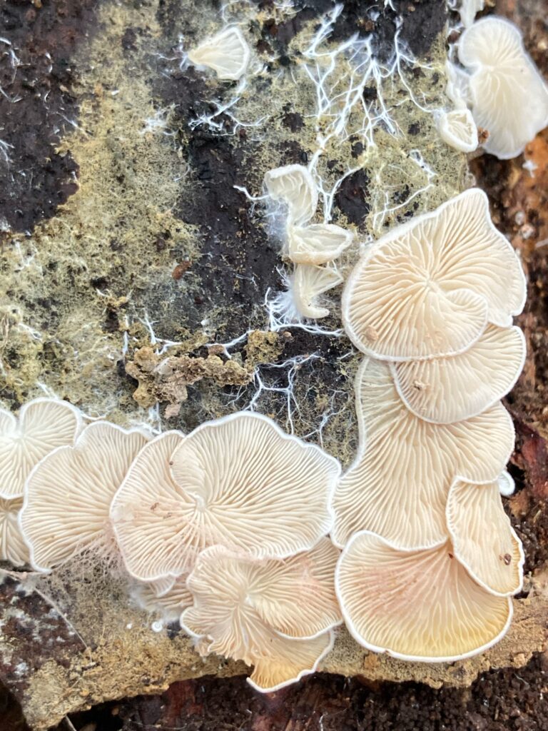 Clitopilus hobsonii - Bundás lisztgomba