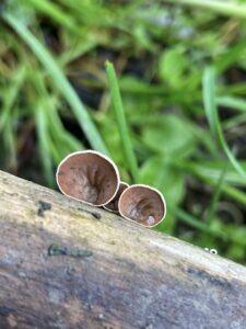 Pihés gyűszűgomba - Schizophyllum amplum