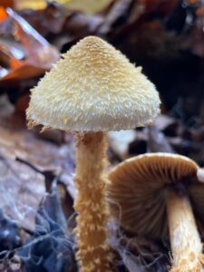 Kúpos pókhálósgomba - Cortinarius humicola