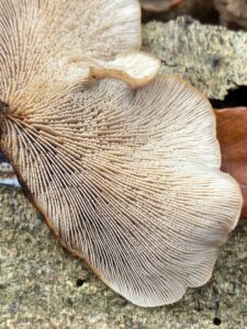 Szöszös fűrészgomba - Lentinellus ursinus
